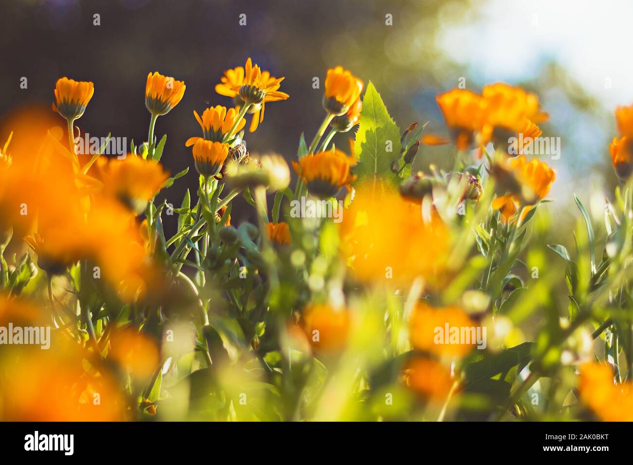 Beautiful orange flowers (Marigold) in the garden - close up view, bright sunny day, blurred background Stock Photo