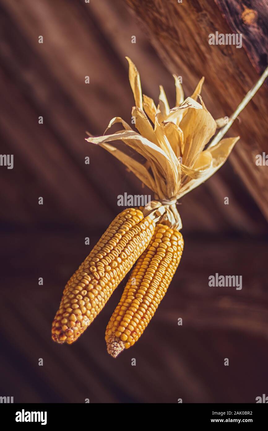golden corn cobs, drying and hanging, close up view, dark background Stock Photo