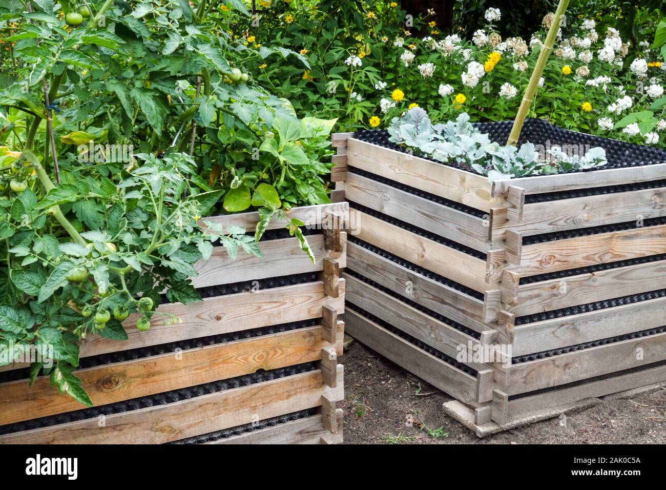 A wooden raised bed growing plants Stock Photo