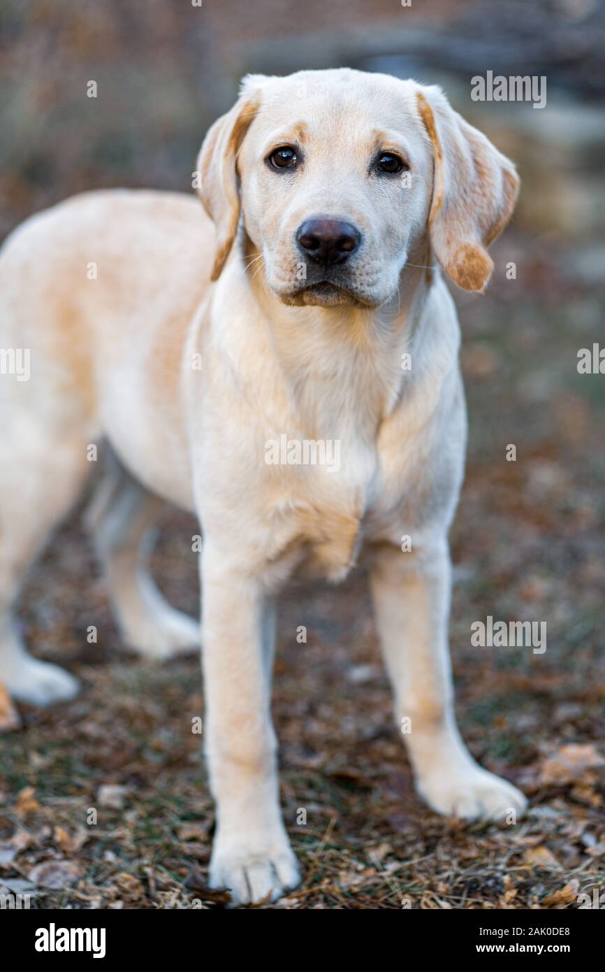 Beautiful labrador sale
