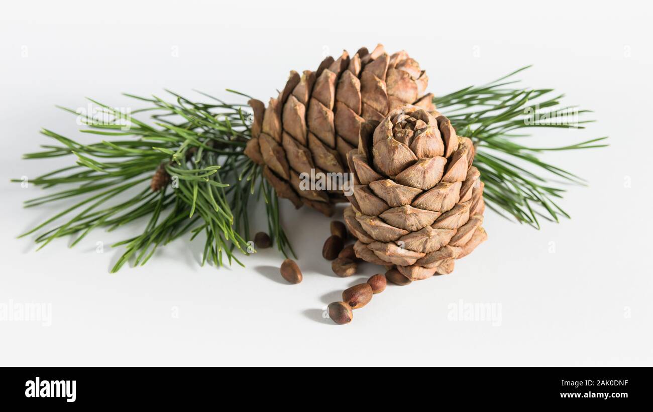 close-up, isolate cedar cones with branches and nuts Stock Photo