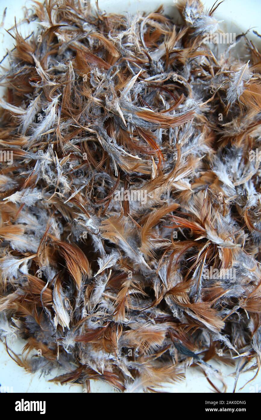 Huge collection of brown chicken feathers. Plumage carpet background or  texture. close-up chicken feather texture for background Stock Photo - Alamy