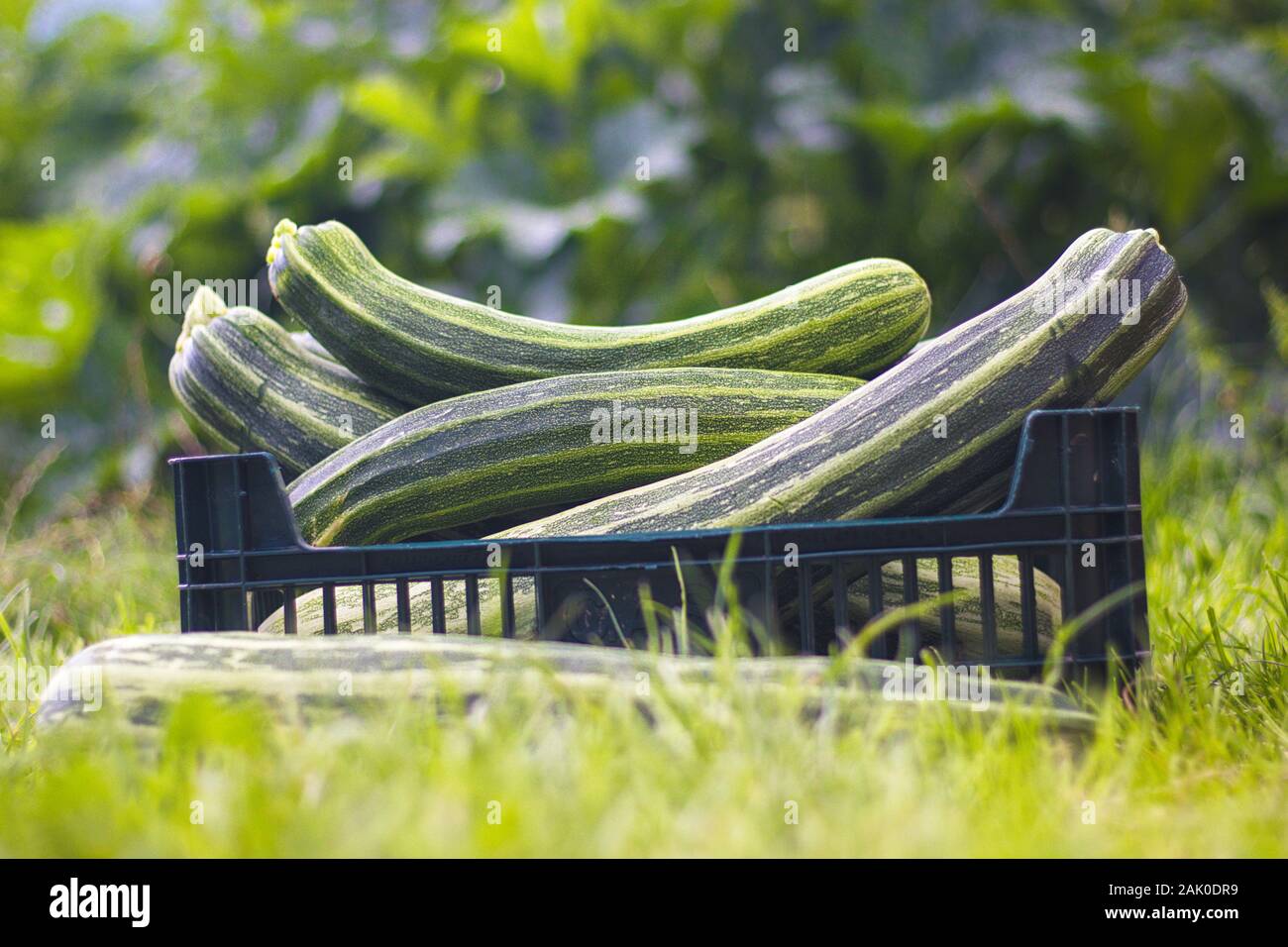 Zucchini harvest - courgettes in a box, in the grass in the garden Stock Photo