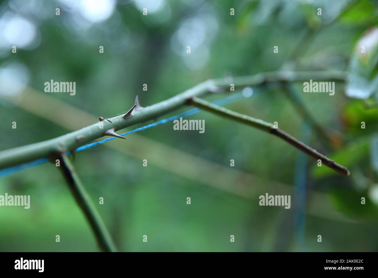 stem of rose bush with thorns . part of the stem roses with thorns