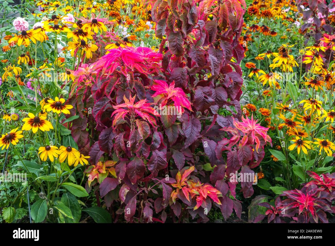 Allotment garden flowers, colorful combination red yellow plants, Black eyed Susan, Amaranthus tricolor Stock Photo