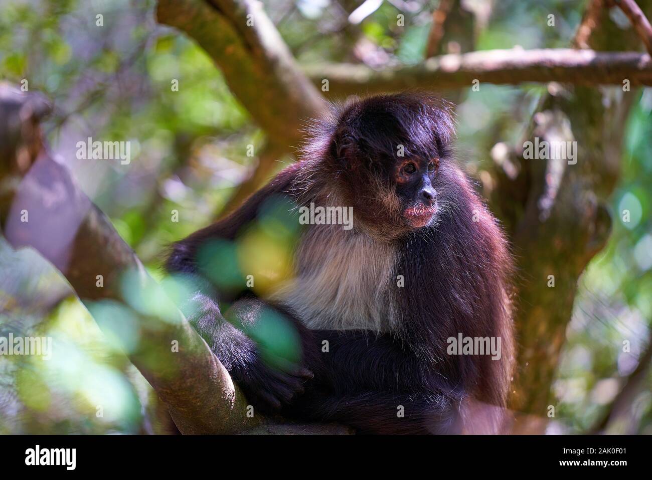 Monkey on the ground eating Stock Photo