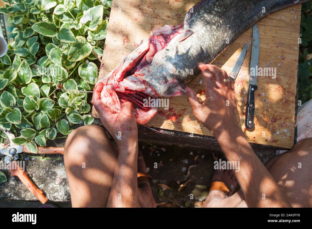Unrecognizable Fisherman with knife cleaning freshwater fish on wooden board outdoor. Preparing raw food. Stock Photo