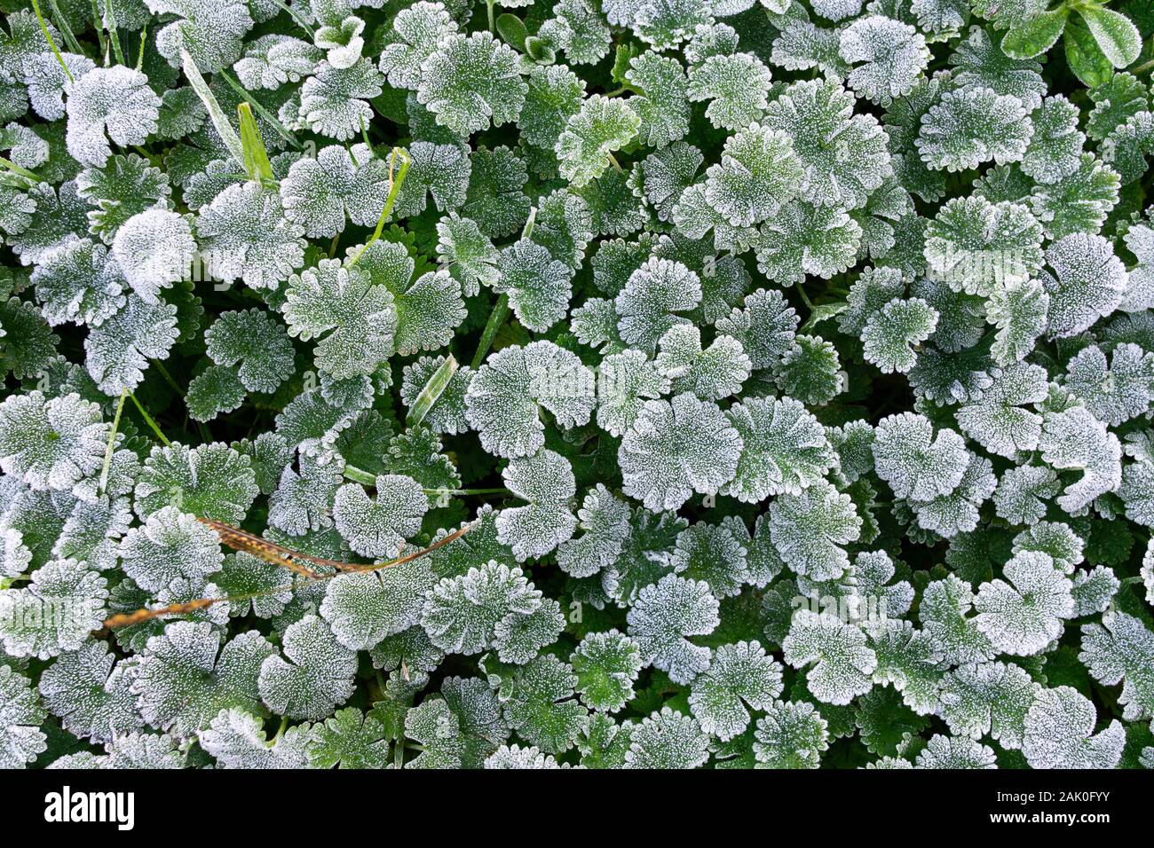 Winter nature background. Green leaves covered with white hoar frost and ice crystal formation Stock Photo