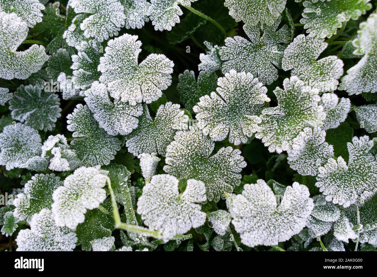 Winter nature background. Green leaves covered with white hoar frost and ice crystal formation Stock Photo