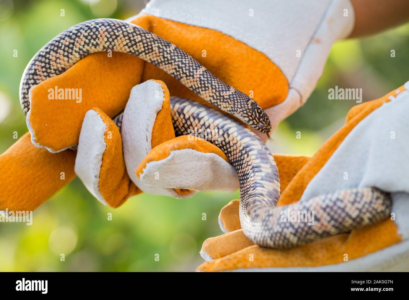 Lampropeltis getula meansi, commonly known as Apalachicola Kingsnake