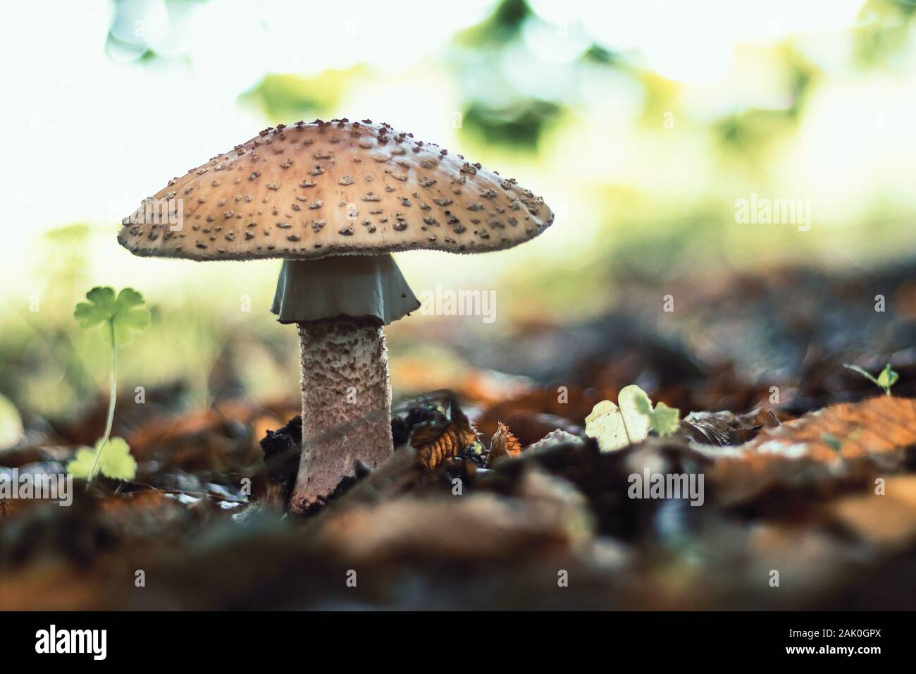 mushroom in forest - Blusher / Amanita rubescens (edible fungus), in leaves, side view Stock Photo