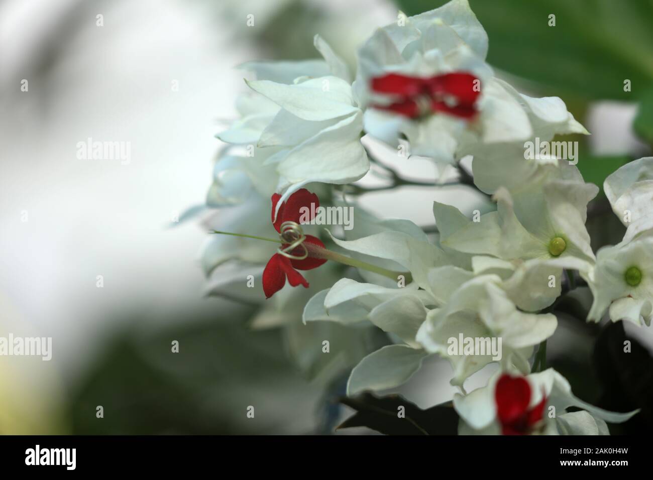 Losbaum climbing plant with red white flower Stock Photo