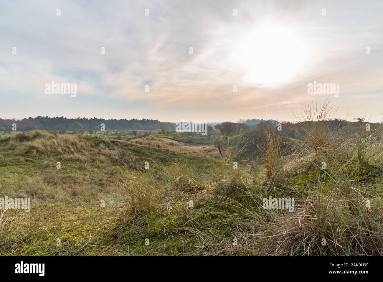 Dutch dunes landscape near the North Sea coast Stock Photo - Alamy