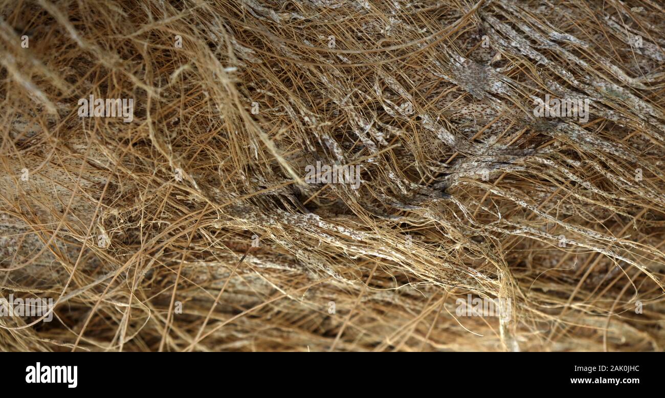 Plant Fibers High Resolution Stock Photography and Images - Alamy