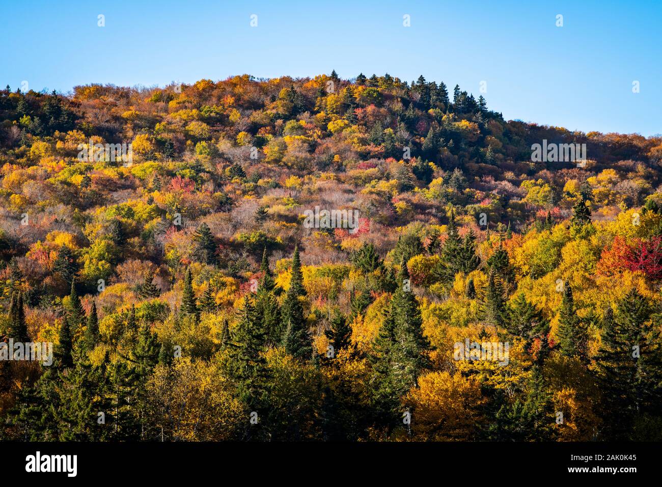 Aerial view of a colorful autumn forest Stock Photo - Alamy