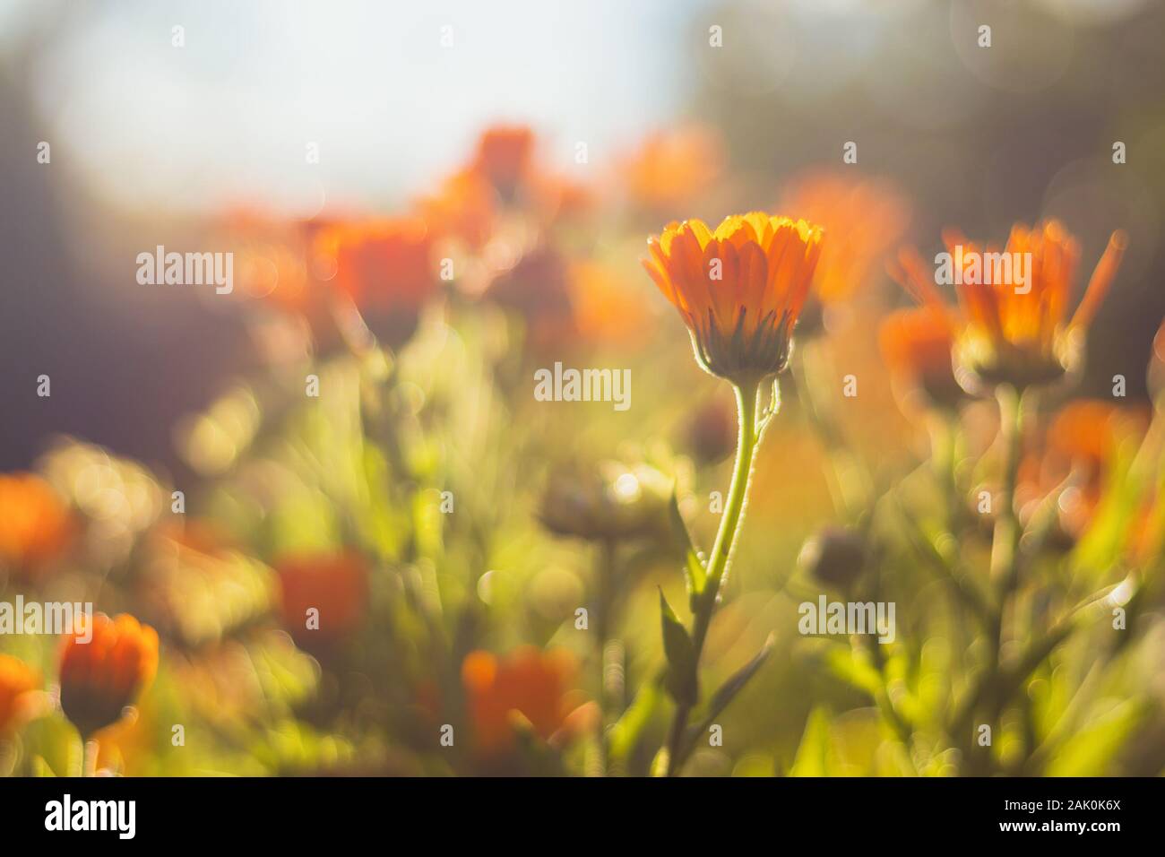 Marigold - beautiful orange flowers, in the garden, close up view, bright sunny day, blurred background Stock Photo