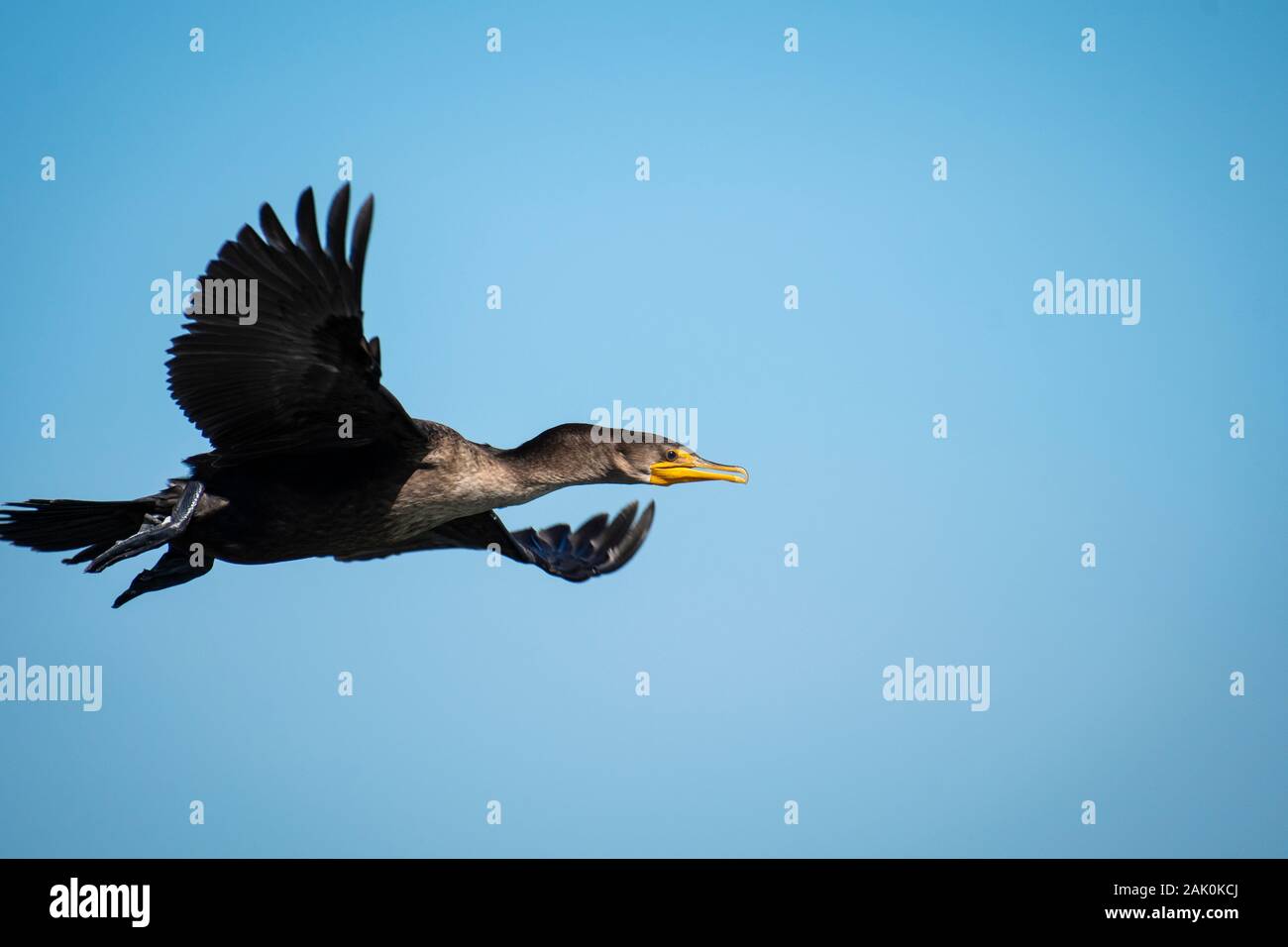 Doublecrested Cormorant flying over the St. Lawrence River Stock Photo
