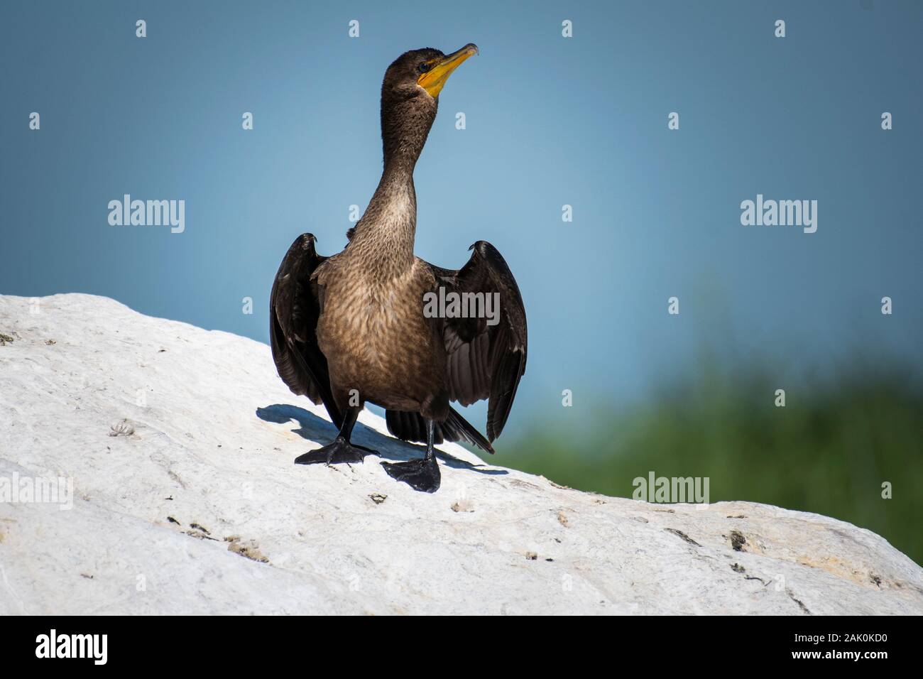 Doublecrested Cormorant resting near an island of the St. Lawrence