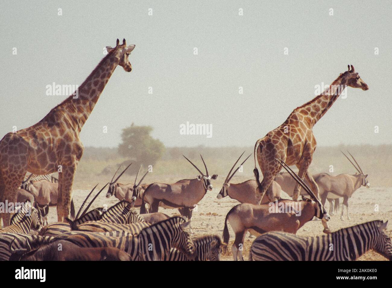 giraffes walking in front of oryx and zebras in Namibia (Africa) Stock Photo