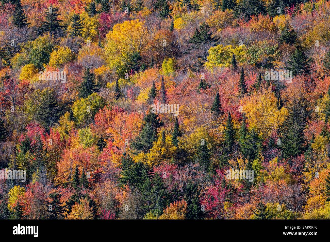 Aerial view of a colorful autumn forest Stock Photo - Alamy