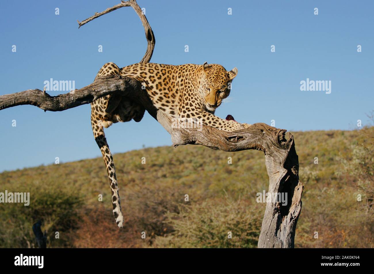 leopard hanging on tree branch Stock Photo Alamy