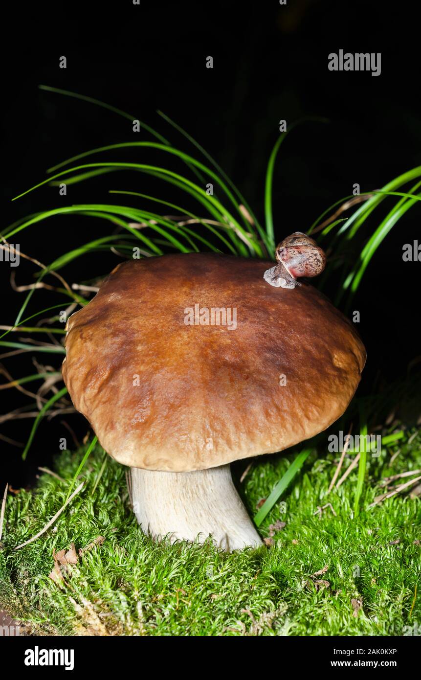 Cute little snails on a mushroom at night Stock Photo Alamy