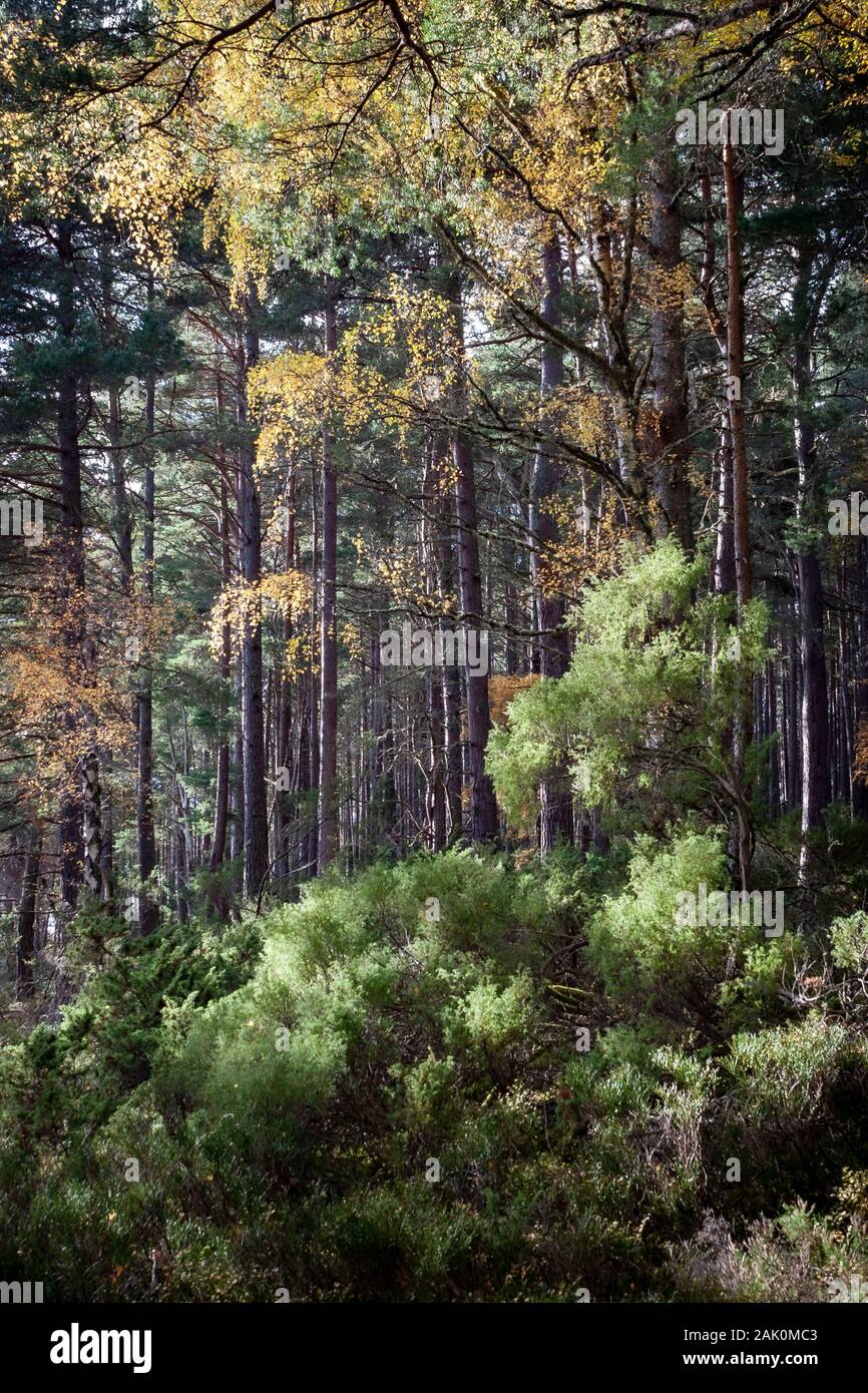 Autumn Trees at Abernethy Caledonian Forest in the Cairngorms National Park of Scotland. Stock Photo