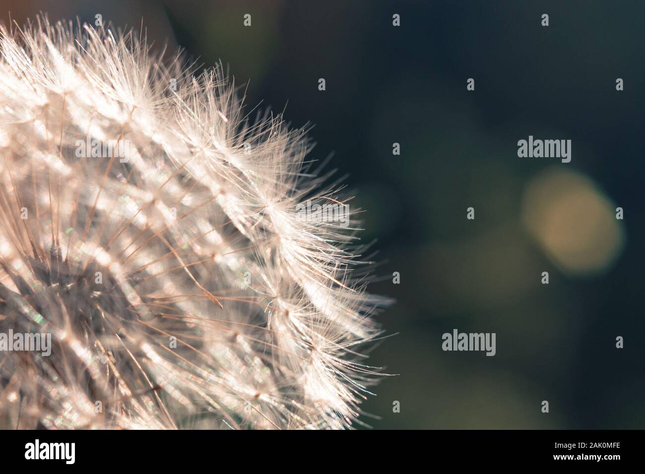 dandelion - close up view of white flower, dark blurred background Stock Photo