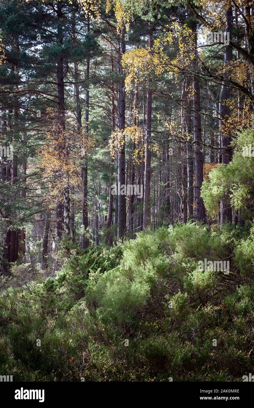 Autumn Trees at Abernethy Caledonian Forest in the Cairngorms National Park of Scotland. Stock Photo