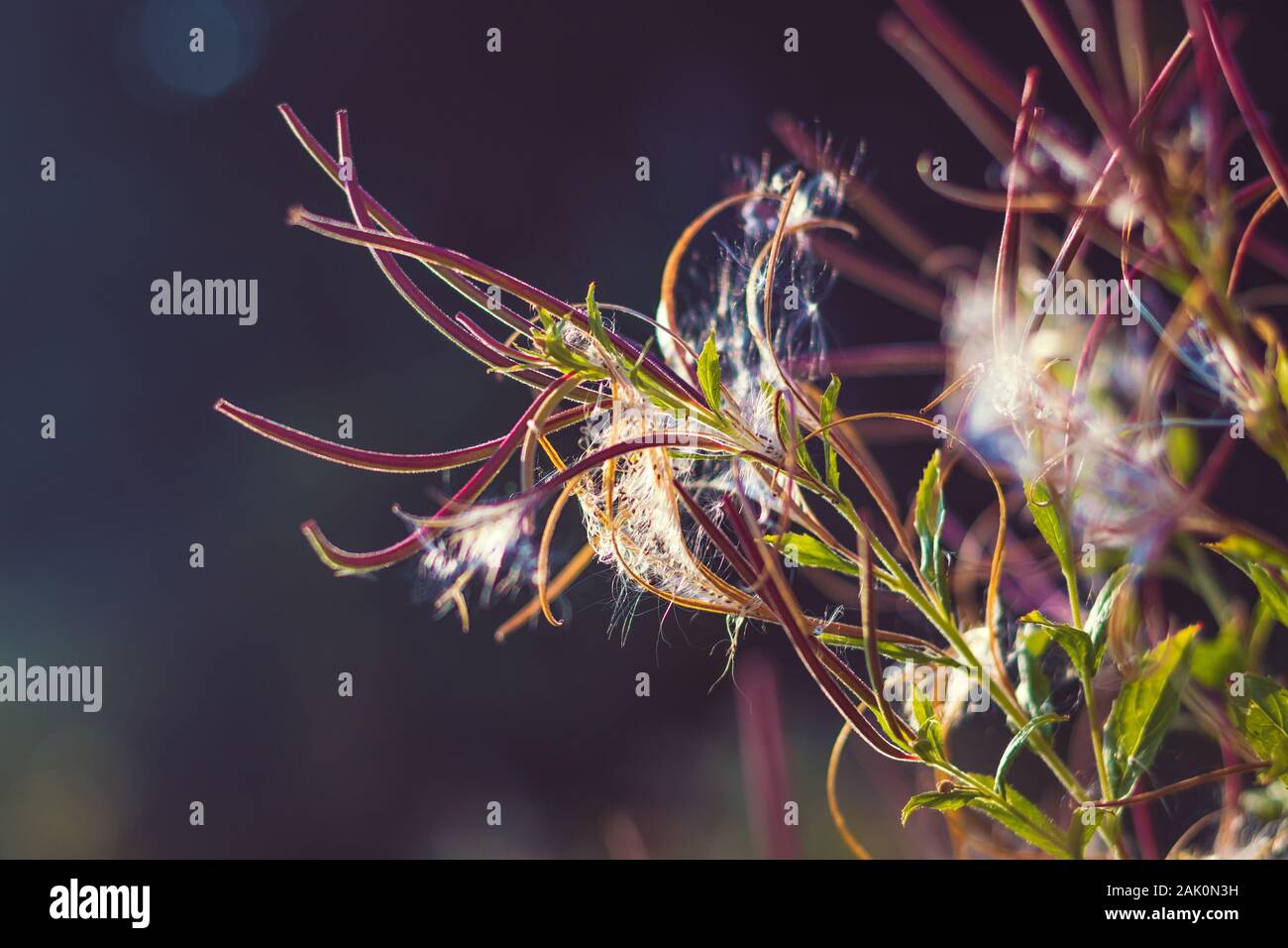 Epilobium parviflorum ( hoary willowherb, smallflower hairy willowherb ) - Close-up view of seeds and fluff Stock Photo