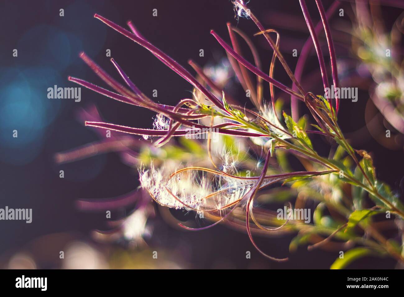 Epilobium parviflorum ( hoary willowherb, smallflower hairy willowherb ) - Close-up view of seeds and fluff Stock Photo