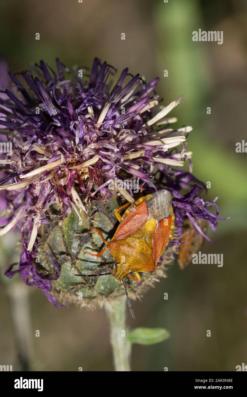 Black shouldered shield bug hi-res stock photography and images - Alamy