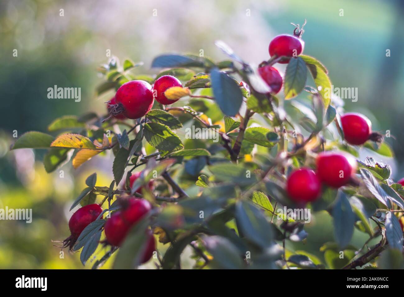 Rose hip bush hi-res stock photography and images - Alamy