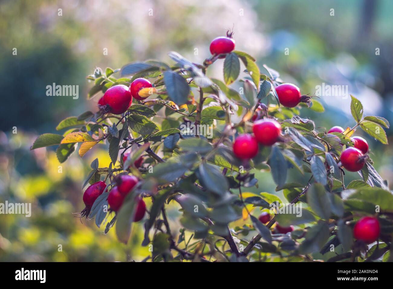 Rose hip bush hi-res stock photography and images - Alamy