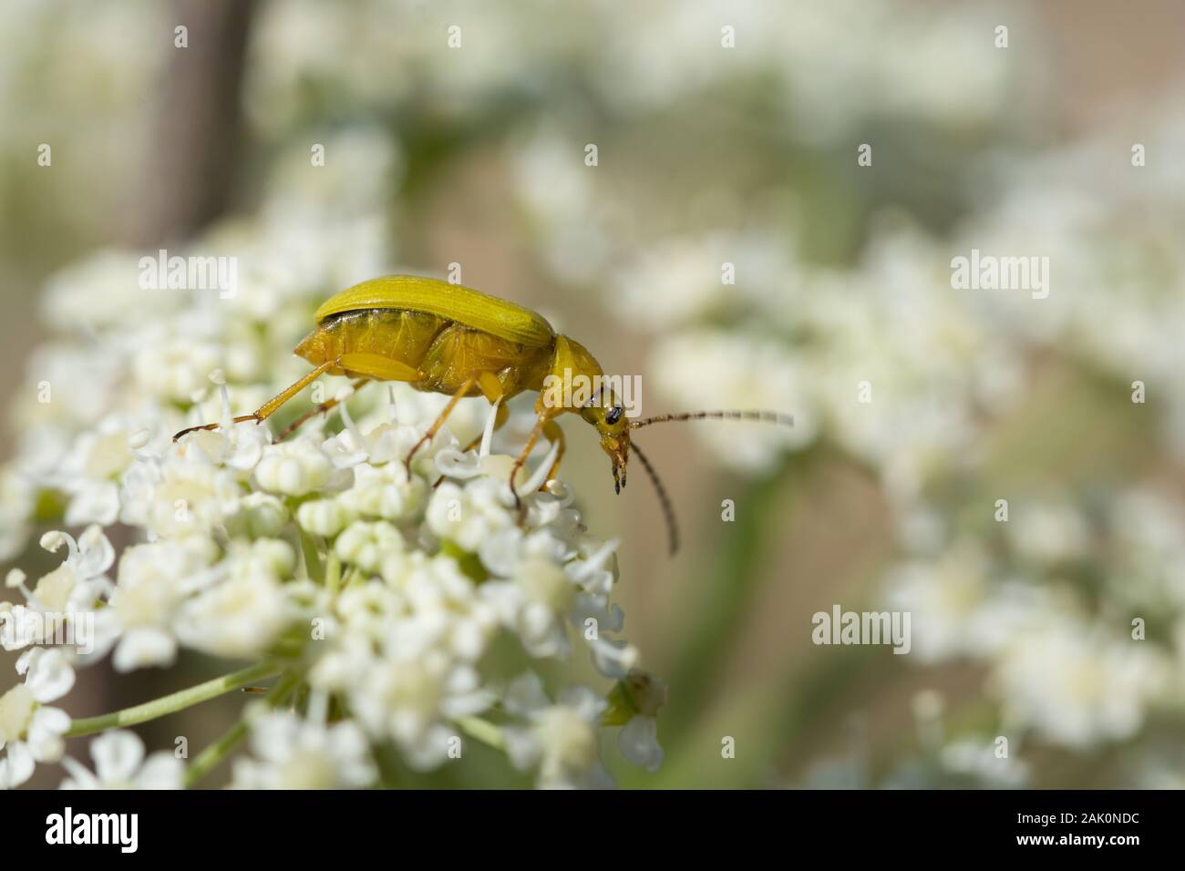 Cantharis sp. (probably Cantharis cryptica) perched on a white flower Stock Photo