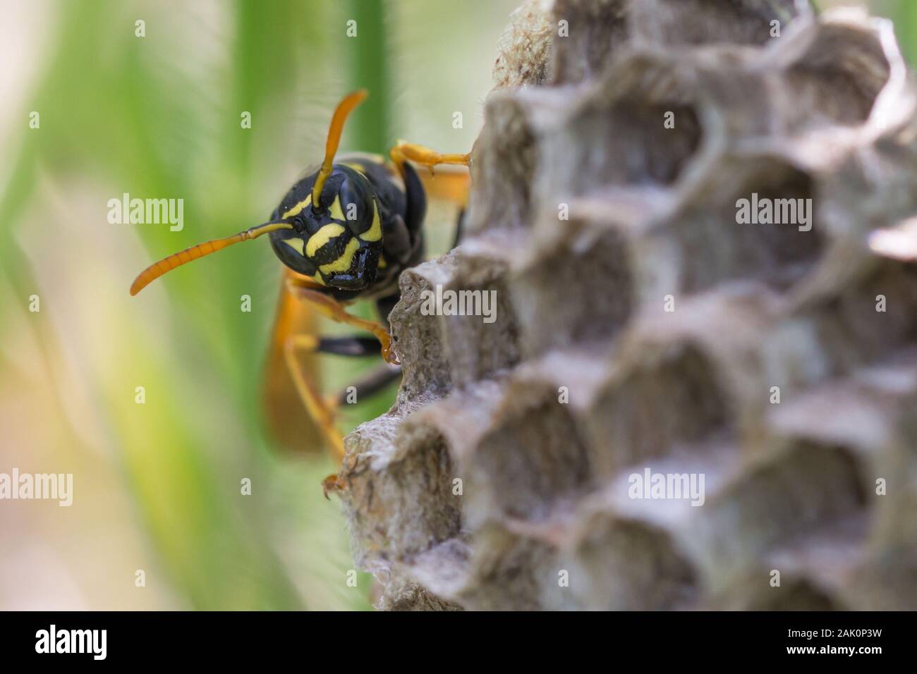 Paper wasp (Polistes nimpha) female and its nest attached to the branch of a bush Stock Photo