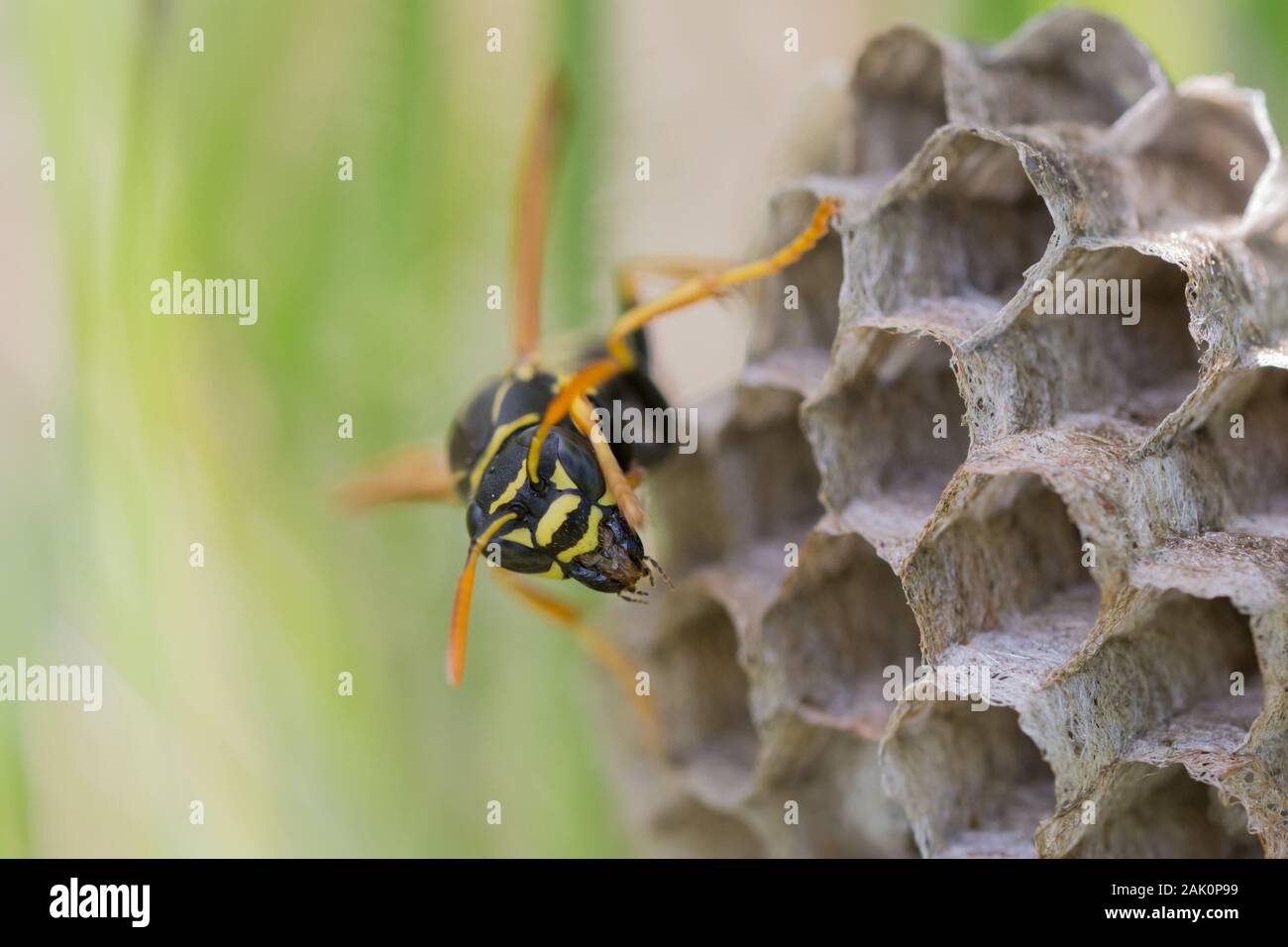 Paper wasp (Polistes nimpha) female and its nest attached to the branch of a bush Stock Photo