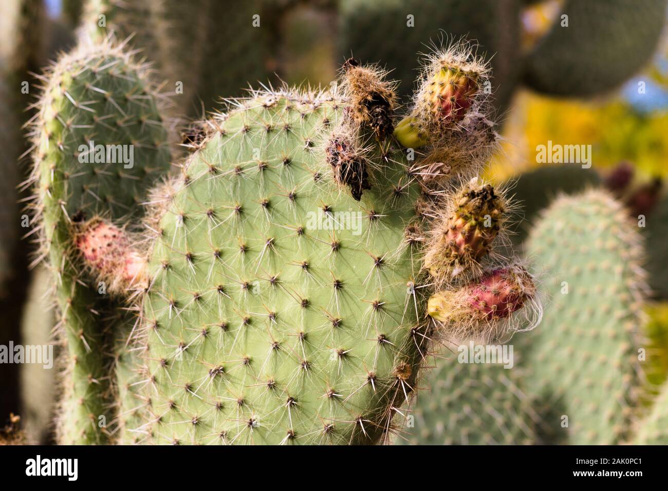 Cactus with a lot of buds growing from the base. Stock Photo
