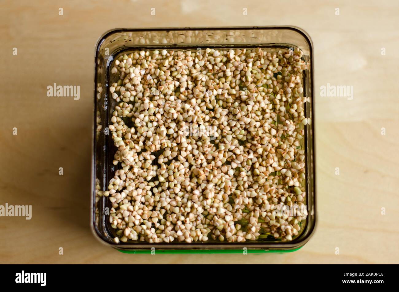 Buckwheat sprouting on a tray on a wooden table Stock Photo