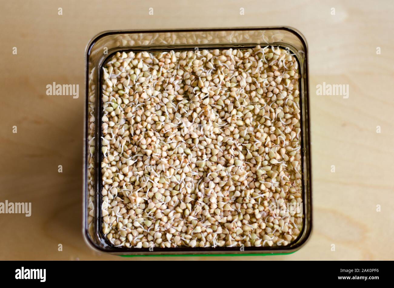 Buckwheat sprouts in the making. Unfocused background. Day 2 Stock Photo