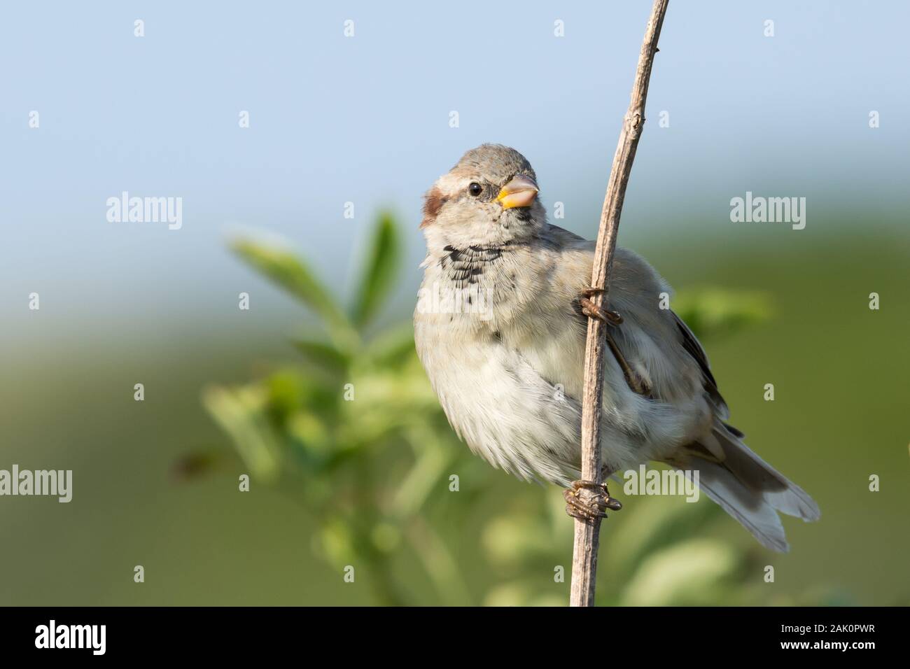 House Sparrow (Passer domesticus), juvenile male, perched on a branch against the backdrop of green bushes and blue sky Stock Photo