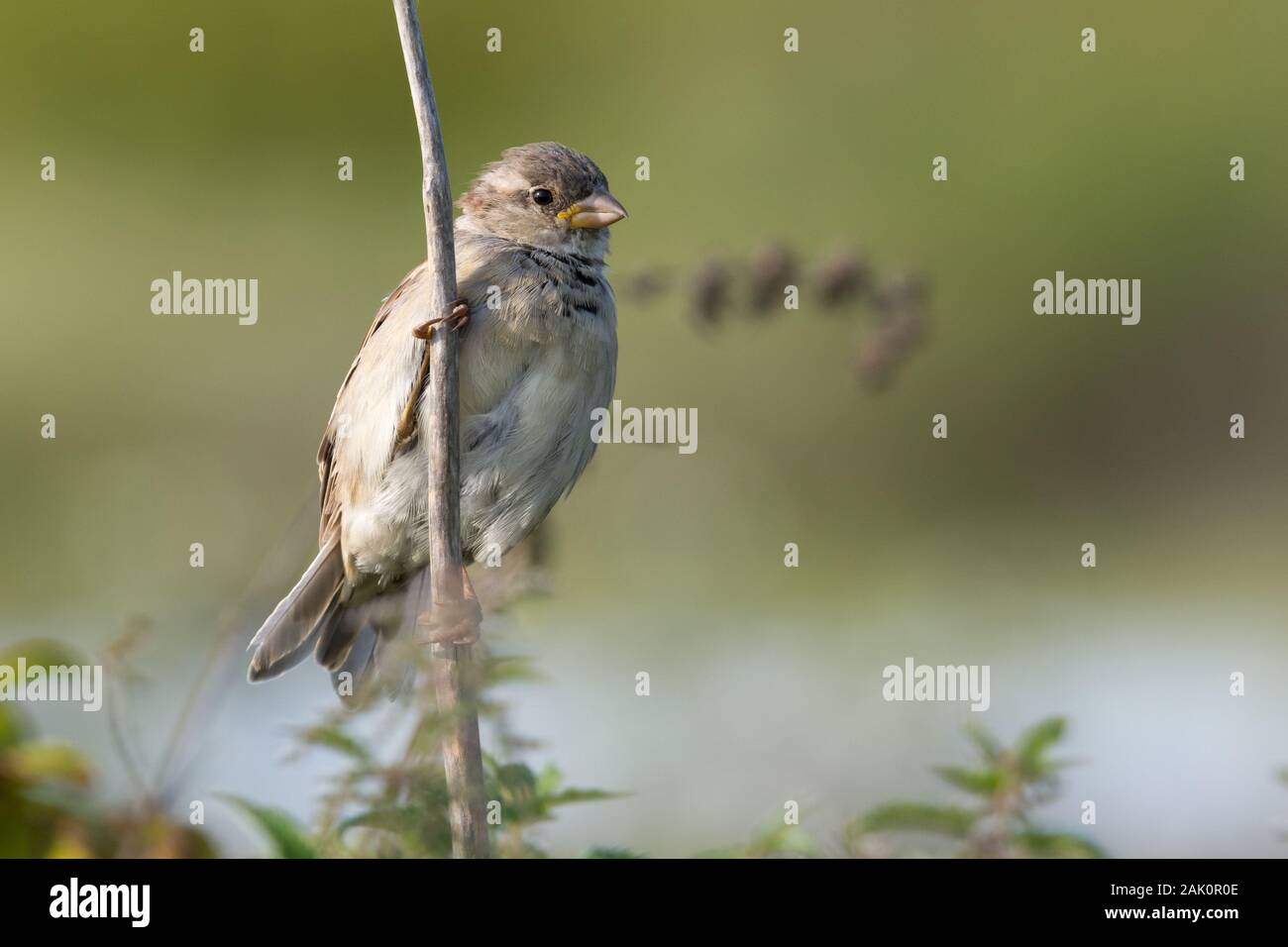 House Sparrow (Passer domesticus), juvenile male, perched on a branch against the backdrop of green bushes Stock Photo