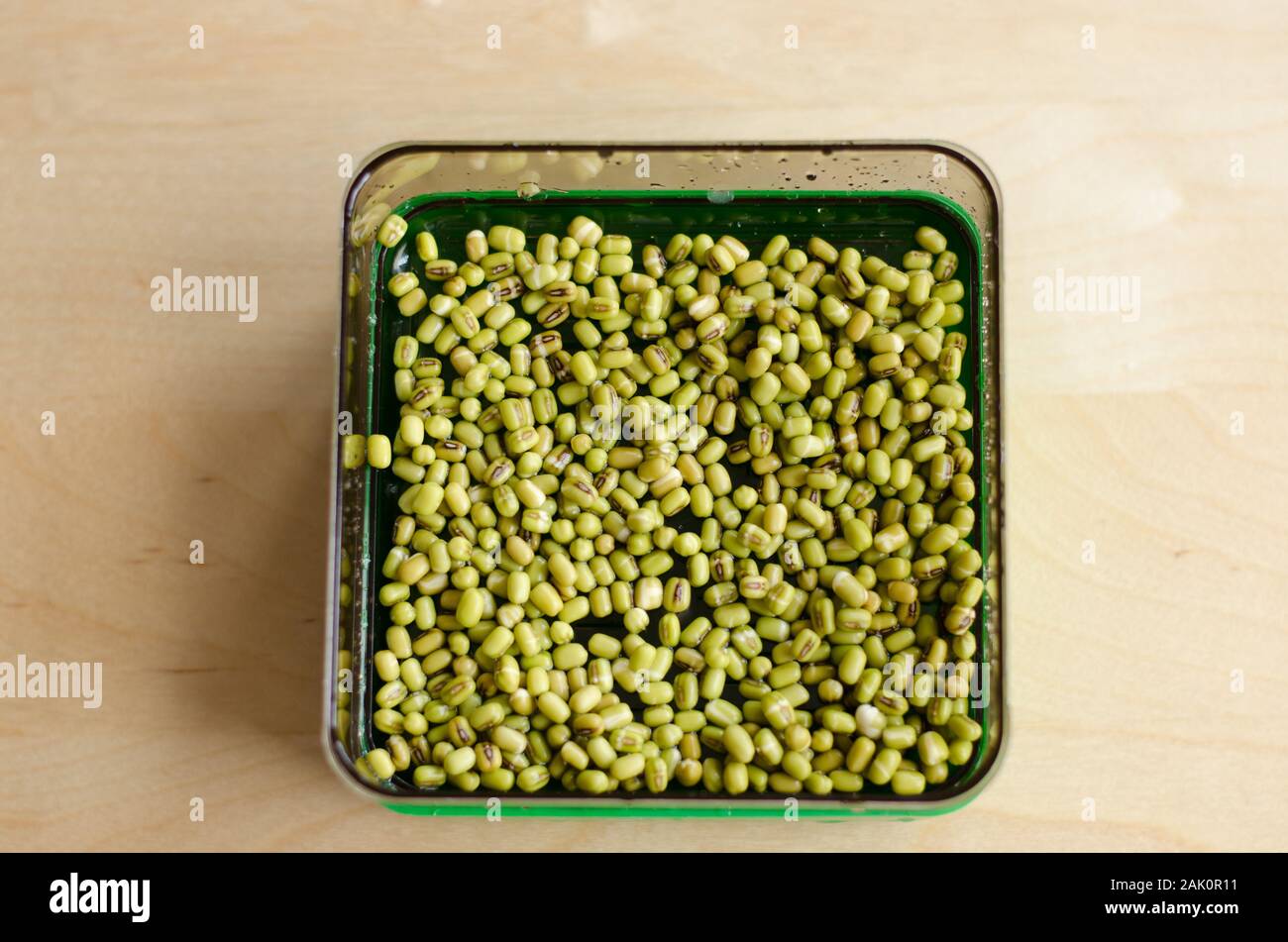 Making of mungbean sprouts on a tray on a wooden table. Day 1 Stock Photo