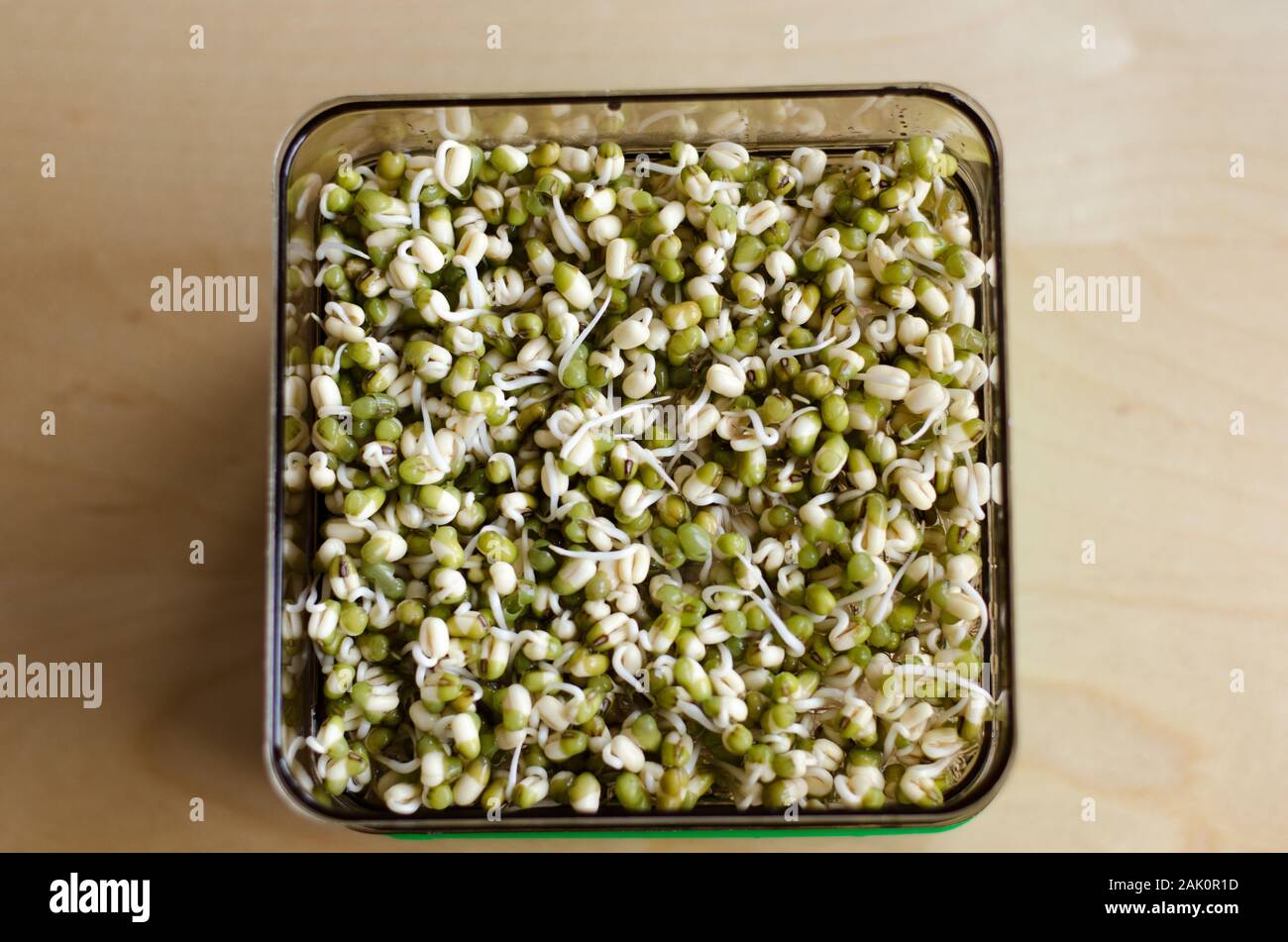 Making of mungbean sprouts on a tray on a wooden table. Unfocused background. Day 2 Stock Photo