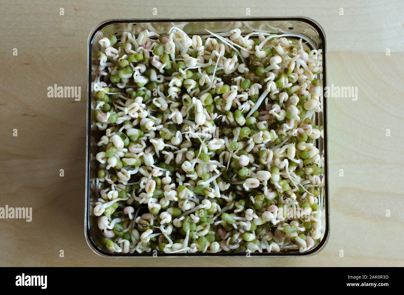 Making of mungbean sprouts on a tray on a wooden table. Focused background. Day 3 Stock Photo