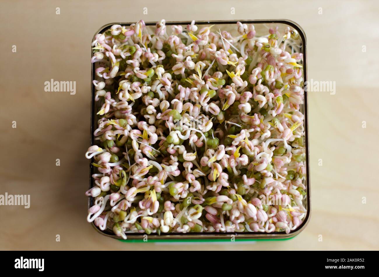 Making of mungbean sprouts on a tray on a wooden table. Unfocused background. Day 4 Stock Photo