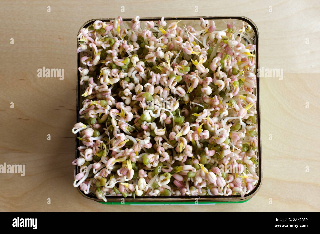 Making of mungbean sprouts on a tray on a wooden table. Focused background. Day 4 Stock Photo