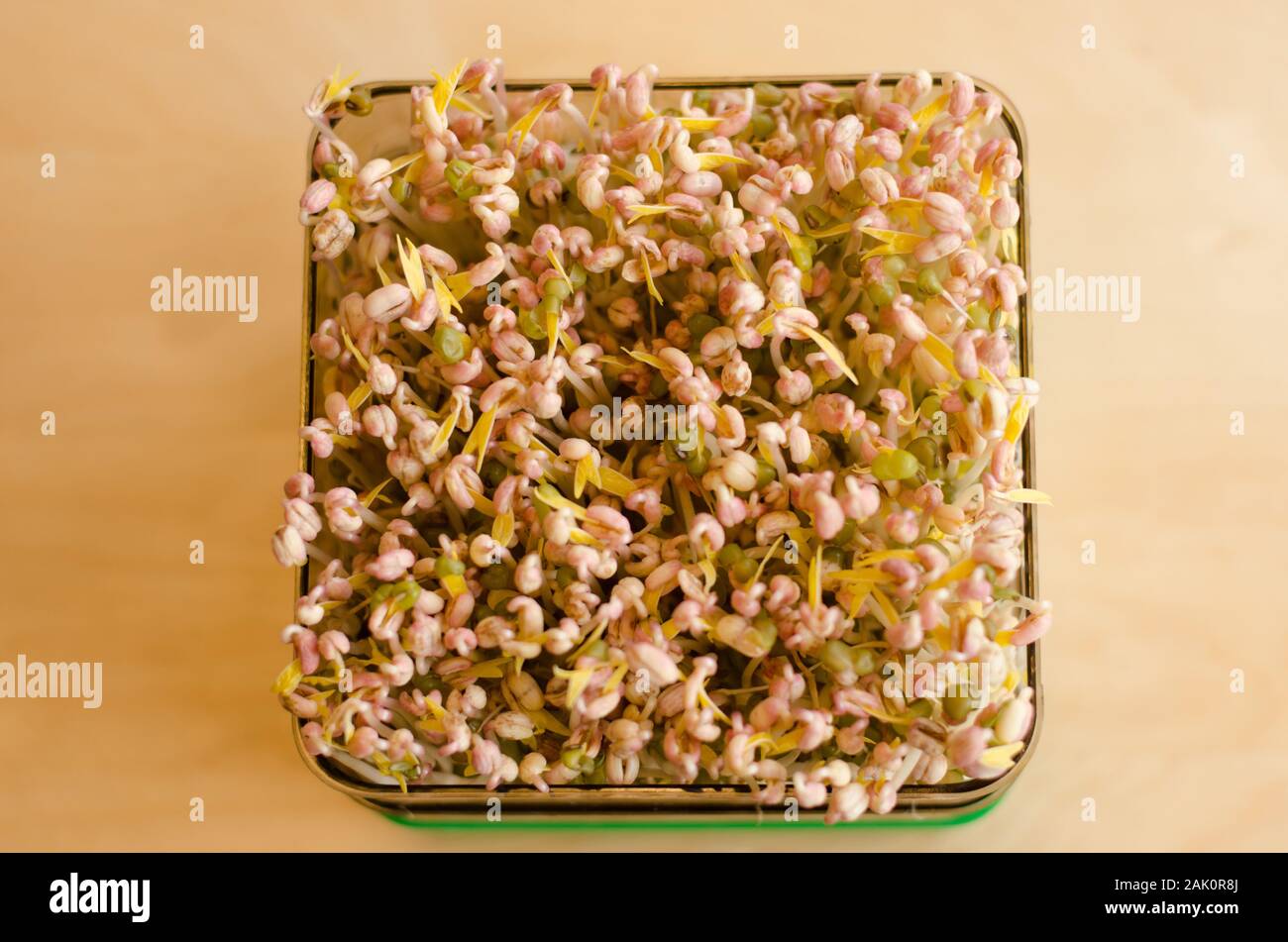 Making of mungbean sprouts on a tray on a wooden table. Unfocused background. Day 5 Stock Photo