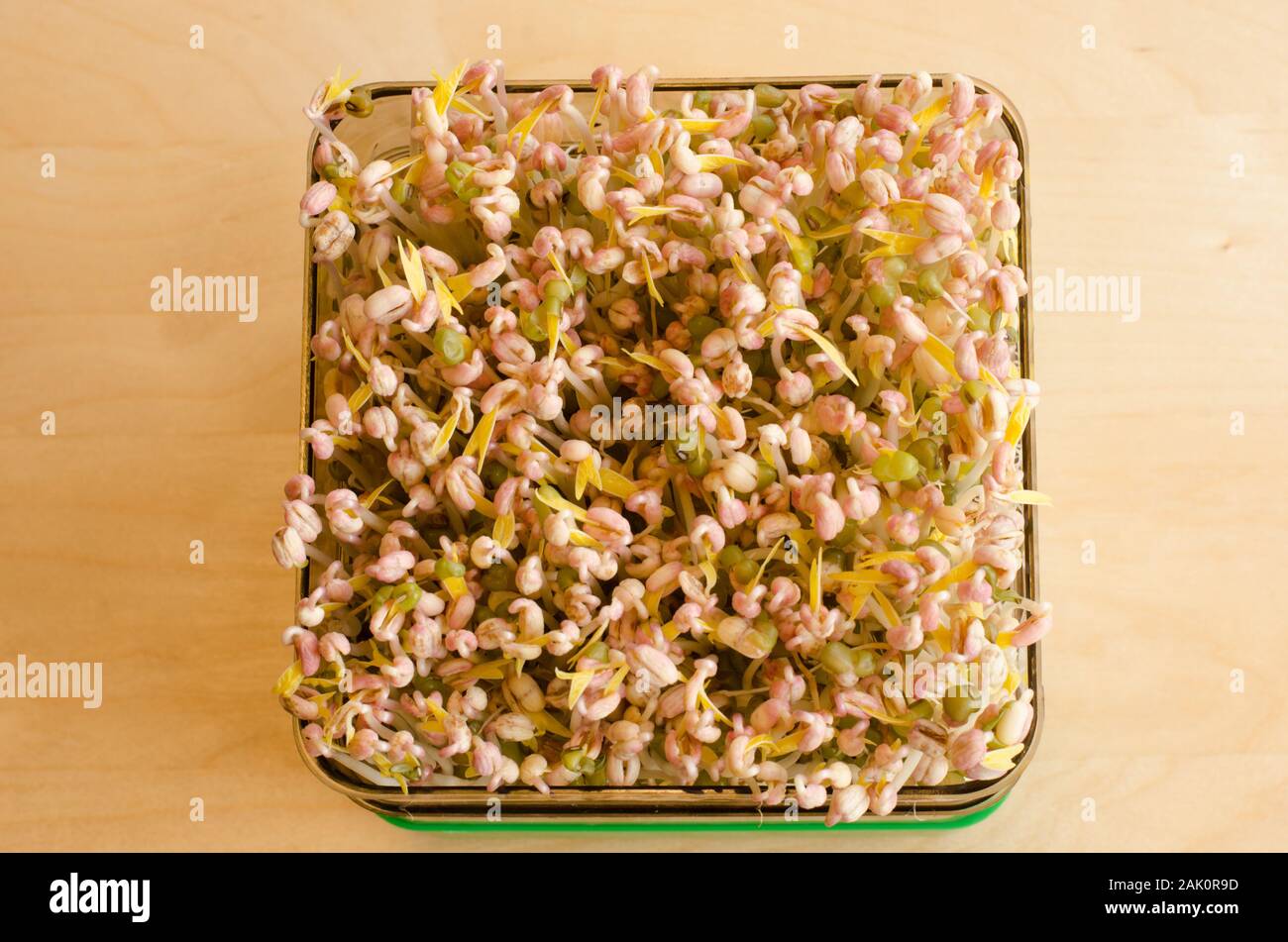 Making of mungbean sprouts on a tray on a wooden table. Focused background. Day 5 Stock Photo