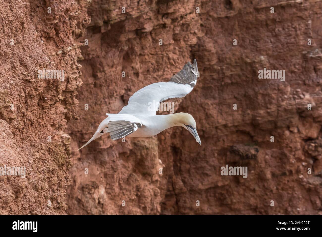 Northern gannet (Morus bassanus) flying against the background of a rusty brown cliff Stock Photo